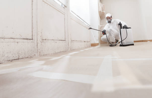 24/7 Emergency Attic Mold Removal experts in Ada, MI